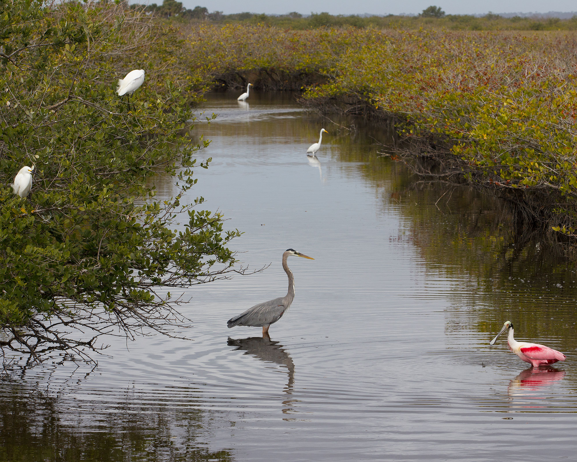 Great Blue Heron, Roseate Spoonbill, and Others