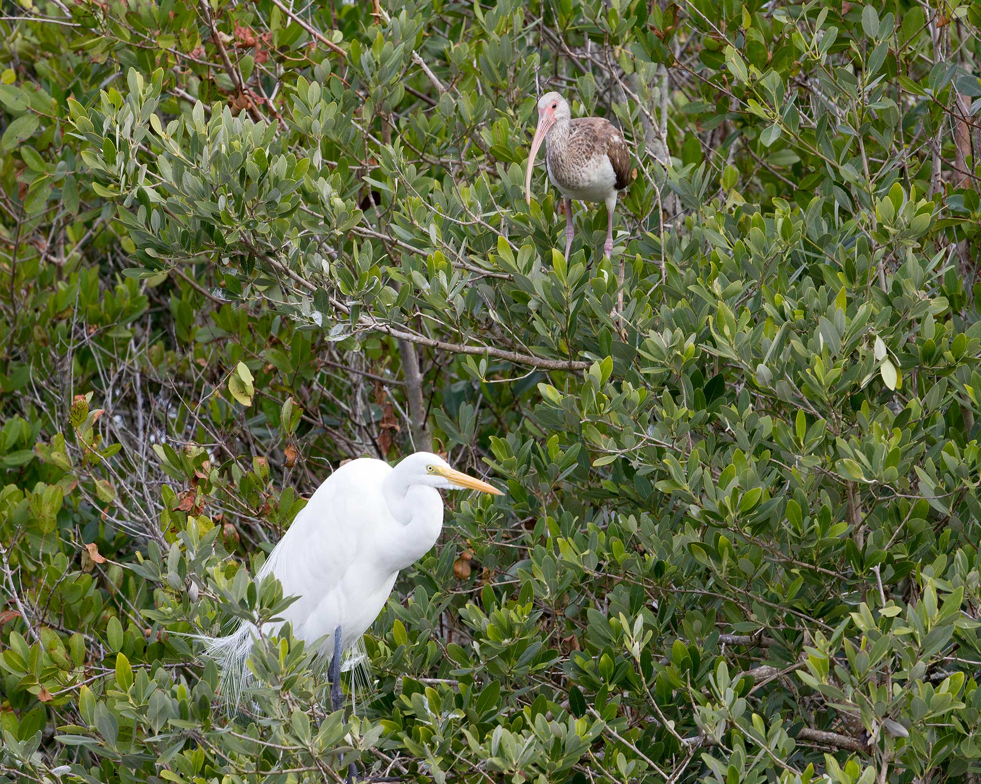 White Ibis and Egret
