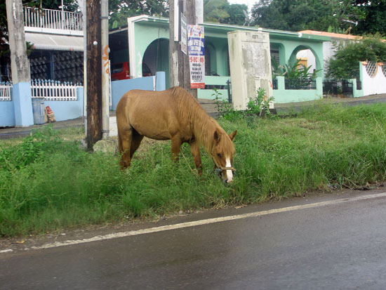 Horse in the street