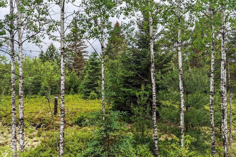 Forest view through a grove of birch trees with various green foliage in the background.