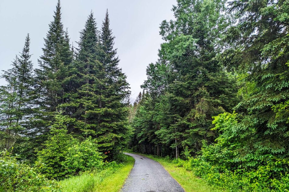 Paved trail surrounded by tall evergreen trees and lush greenery under a cloudy sky.