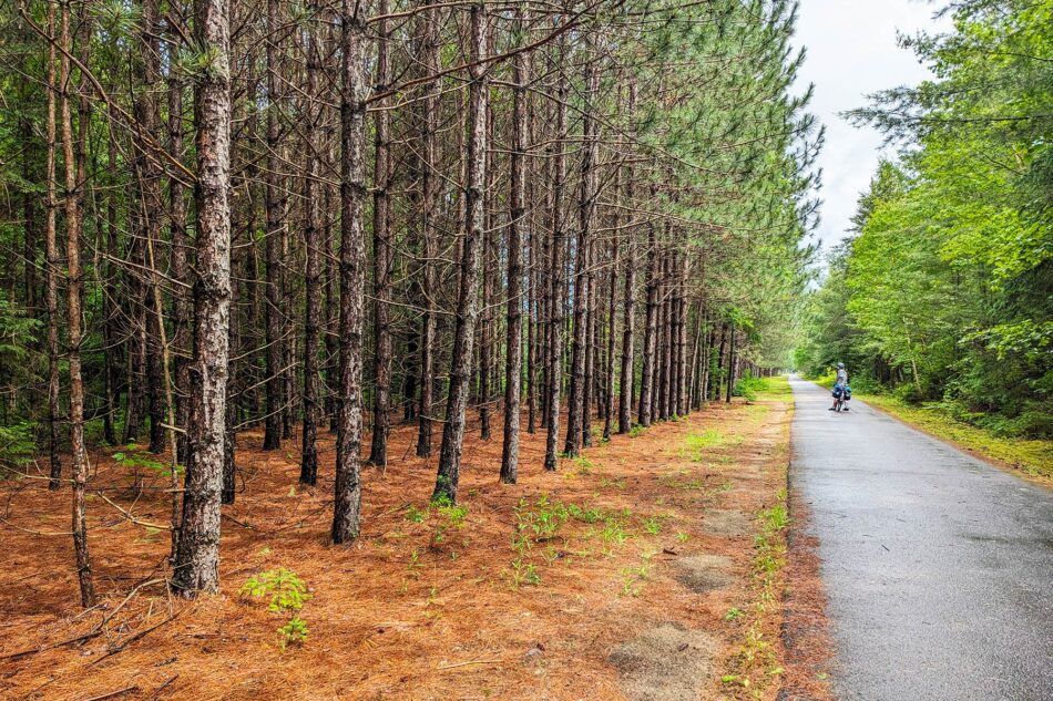 Paved trail flanked by a dense row of pine trees on one side and mixed greenery on the other, with a cyclist in the distance.