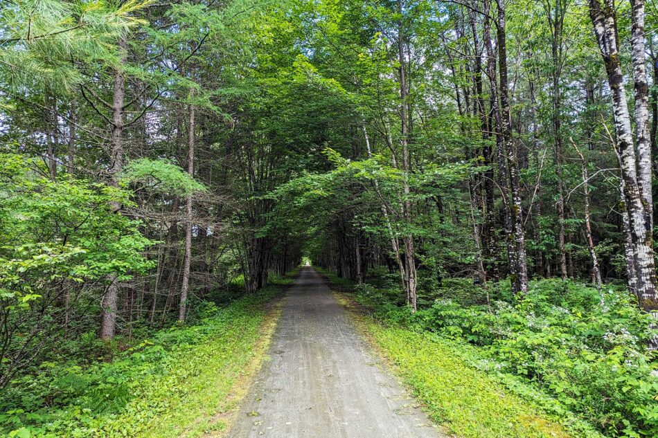 Unpaved trail cutting through a dense forest with tall trees on either side, forming a green canopy overhead.