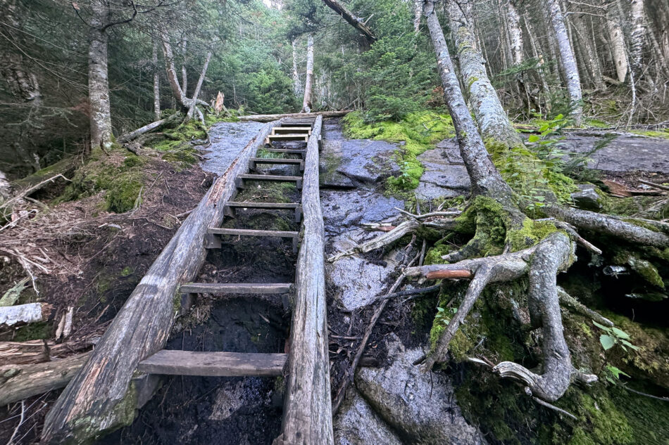 A wooden ladder built into a steep, wet rock face along a forest trail, surrounded by moss-covered roots and evergreen trees.