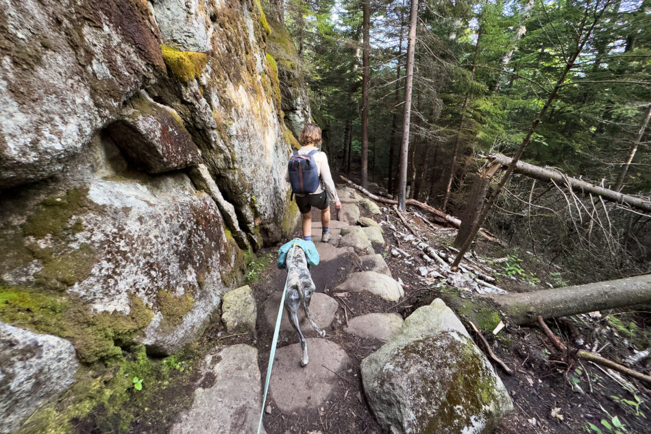 A woman with a backpack and a leashed whippet walk along a narrow, rocky trail beside a moss-covered rock wall in the forest.