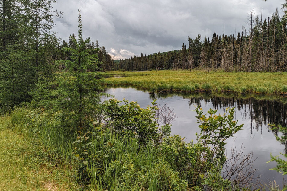 Scenic view of a calm, reflective water body surrounded by dense forest and greenery under a cloudy sky.