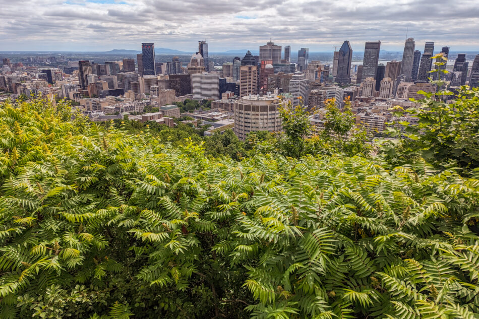 Panoramic view of downtown Montreal from Mont Royal, showcasing the city's skyline with modern skyscrapers, nestled amidst lush green foliage under a partly cloudy sky.