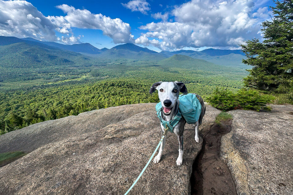 Remy, a gray-and-white whippet wearing a teal hiking harness and hiking pack, stands at the summit of Mt. Van Hoevenberg with a sweeping view of forested Adirondack peaks under a partly cloudy sky.