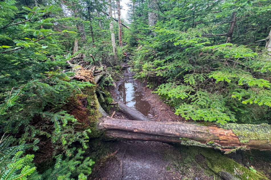 A fallen tree lies across a muddy, waterlogged section of trail, surrounded by thick evergreen branches.
