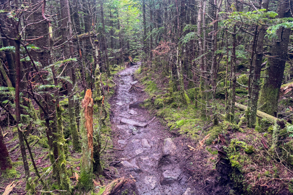 A muddy, rocky herd path descends through a dense evergreen forest, with a snapped tree stump in the foreground.