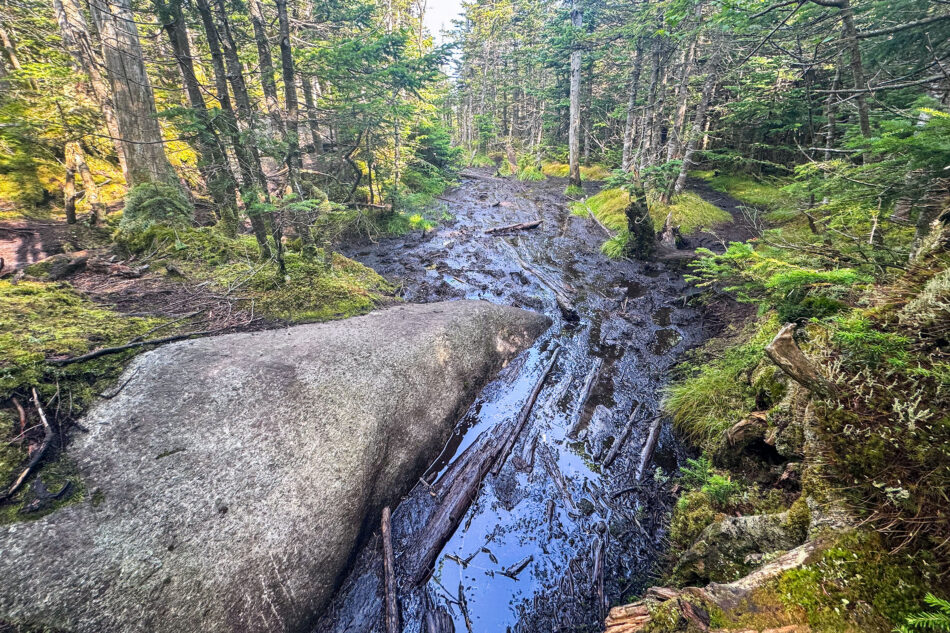 A muddy, waterlogged section of hiking trail with a large rock outcrop and scattered logs, surrounded by moss and evergreen forest.