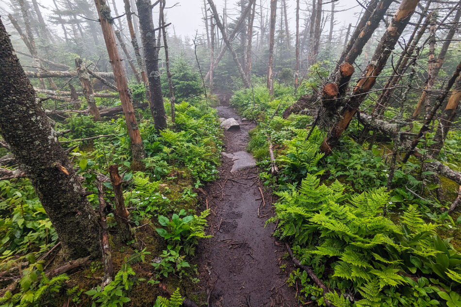 A muddy trail leading to the summit of Esther Mountain.